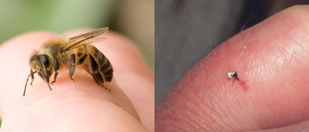 Как размножаются мухи: стадии развития, особенности видов