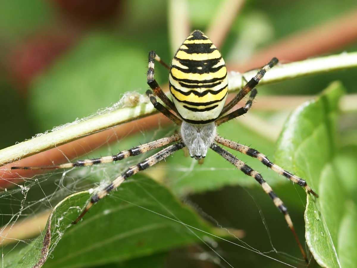 Шипастый паук-кругопряд или «рогатый паук» (лат. gasteracantha cancriformis)
