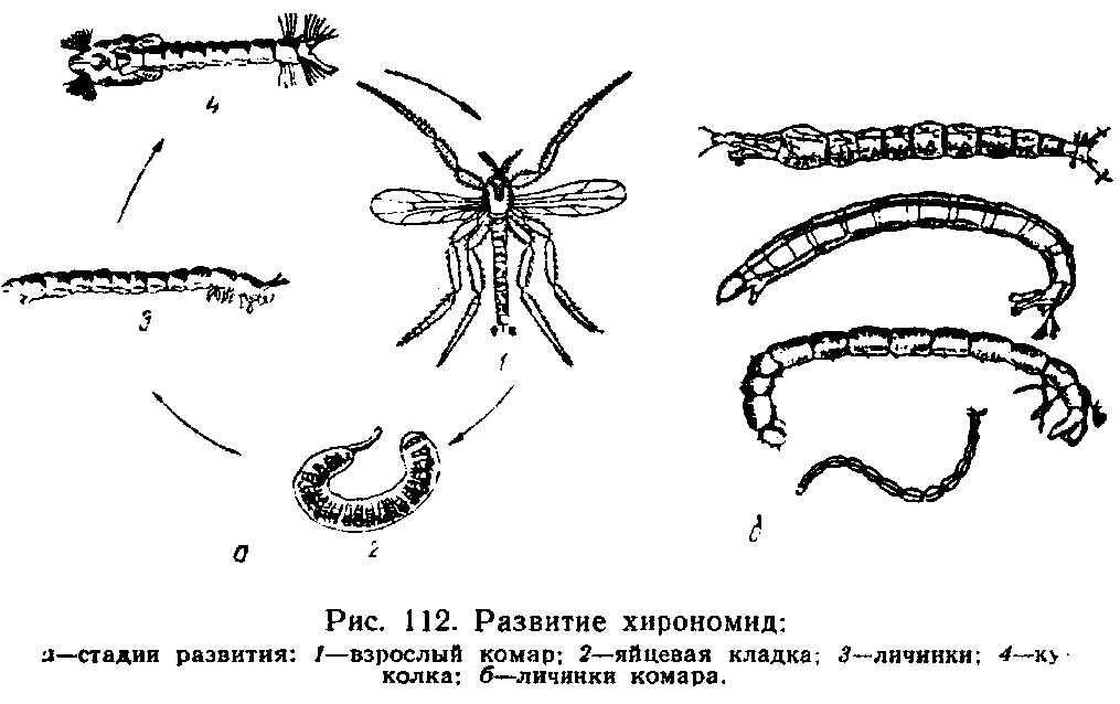 Стадии развития комара в картинках