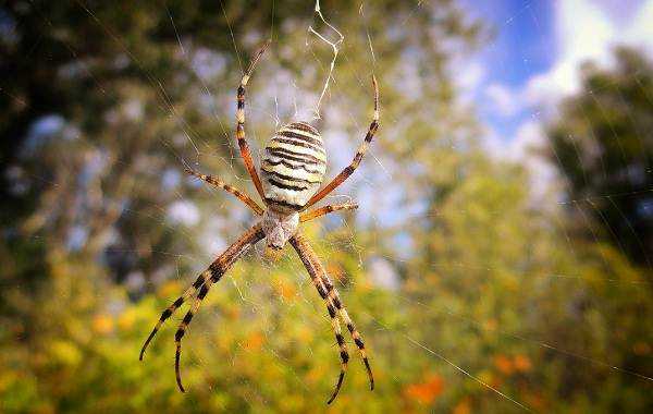 Рогатый паук, или шипастый паук-кругопряд | мир животных и растений