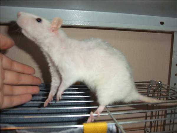 Крысы и мыши в доме: как отличить какашки крысы, чем они опасны - truehunter.ru