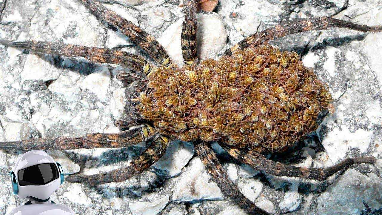 Бразильский странствующий паук – самый опасный паук в мире. смерть в пушистых лапках: бразильский паук-солдат