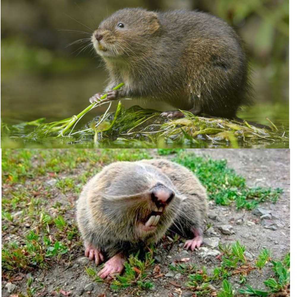Водяная крыса: фото, описание, активность, питание. водяные крысы