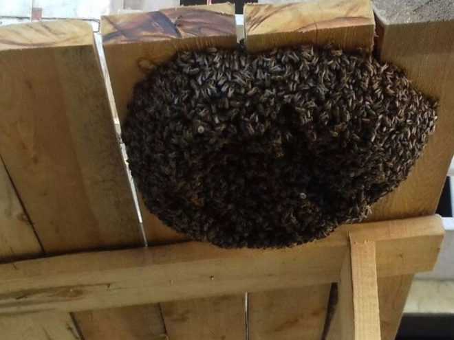Чего боятся пчёлы, чем их травить, и как с ними бороться на дачном участке, балконе итд: методы избавления от насекомых с помощью химических, народных и физическихсредств вплоть до ультразвуковых отпугивателей и антимоскитных устройств