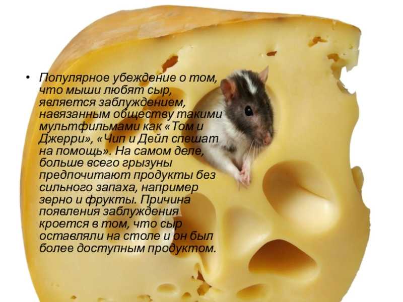 Ответ на вопрос, любят ли сыр мыши в реальной жизни или этот продукт обожают лишь герои детских мультиков, волнует многих Чем мыши питаются в природе