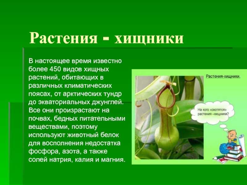 Биология 6 класс информация. Сообщение растения хищники. Хищные растения презентация. Сообщение на тему растения хищники. Хищные растения доклад.