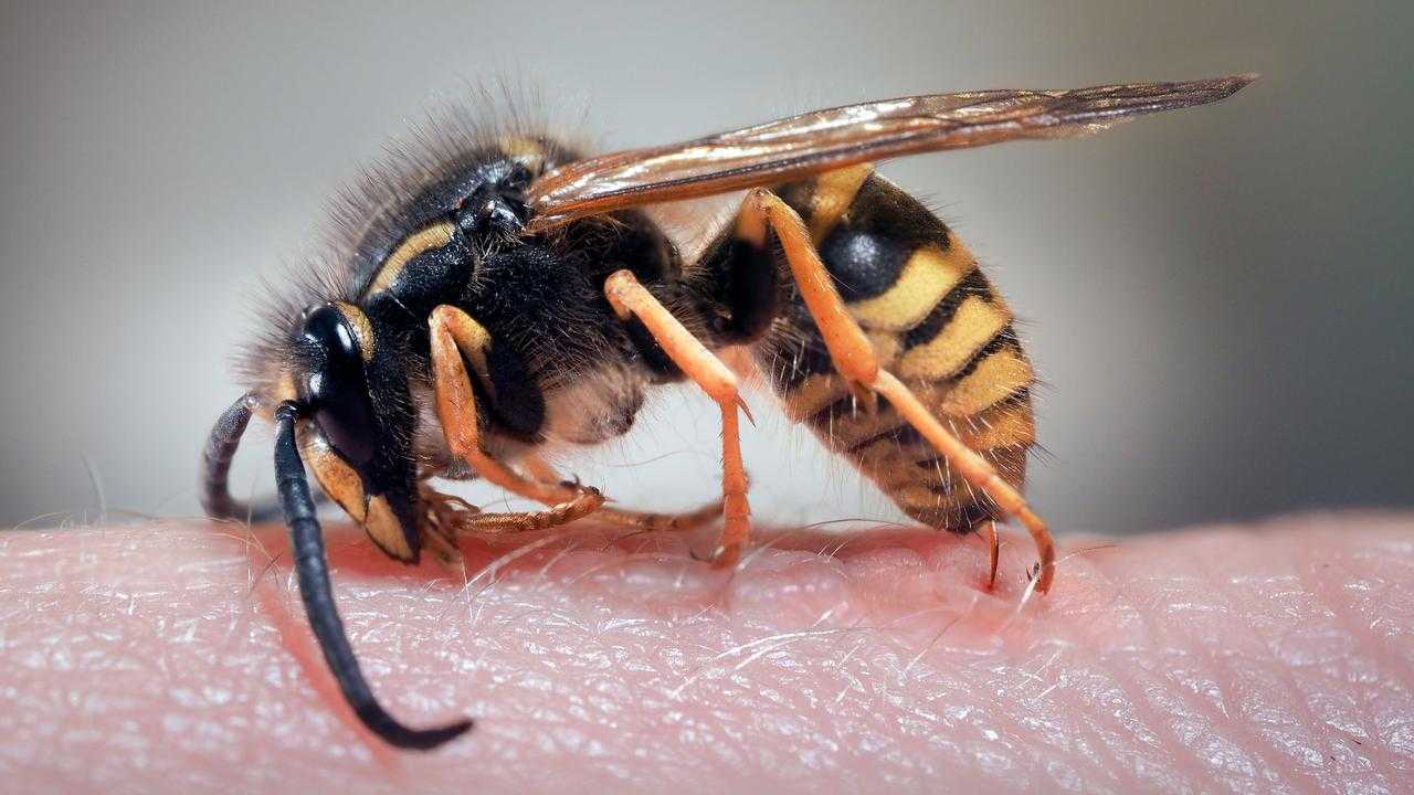 Укус осы польза или вред — как он влияет на человека?