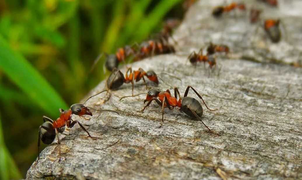 Как муравьи находят обратный путь к муравейнику, смотрите несколько способов при помощи каких муравьи ориентируются в пространстве
