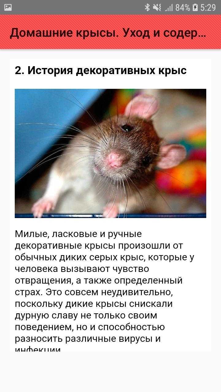 Дамбо крыса. образ жизни и среда обитания крысы дамбо