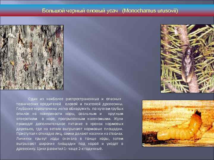 Стволовые вредители