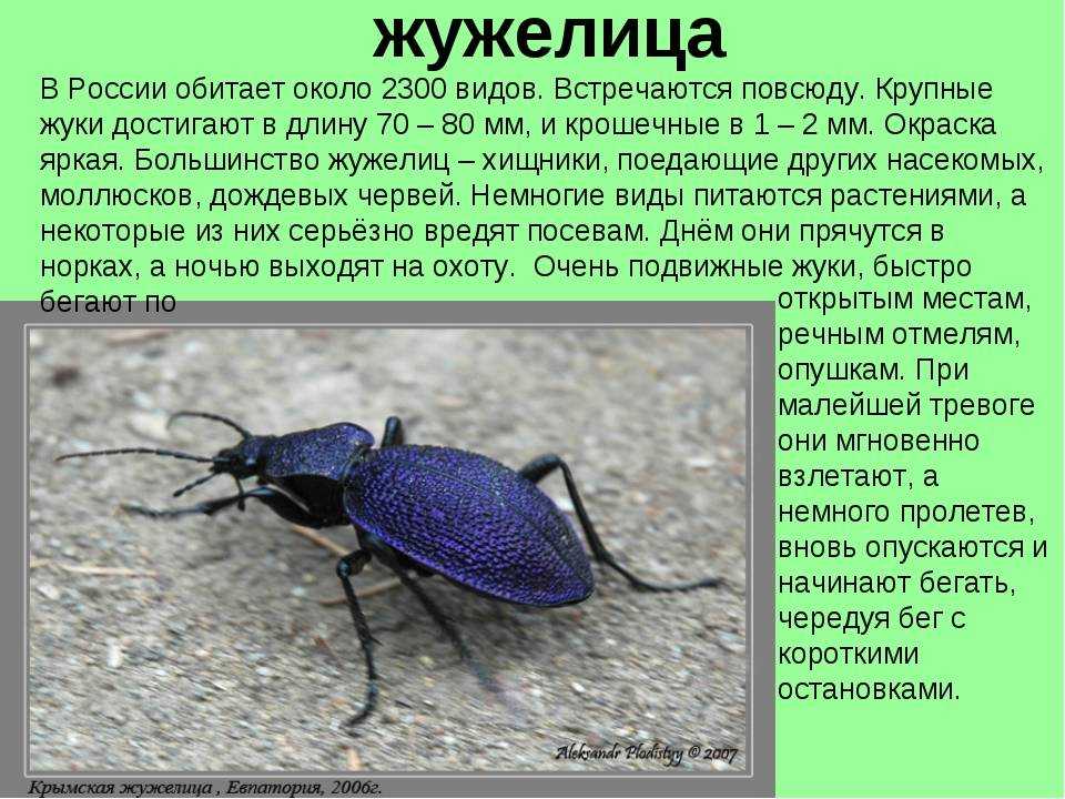 Далее представлены изображения насекомых определи только тех из них которые внесены в красную россии