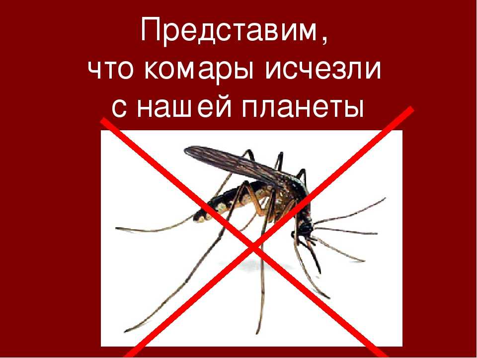 Польза комаров в природе. чем полезны комары в природе и людям для чего в природе комары