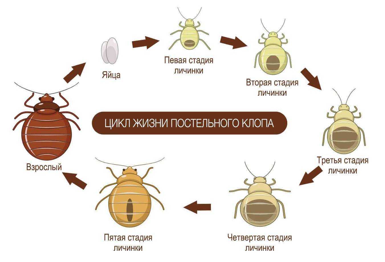 Тараканы и клопы — как от них избавиться? — ботаничка