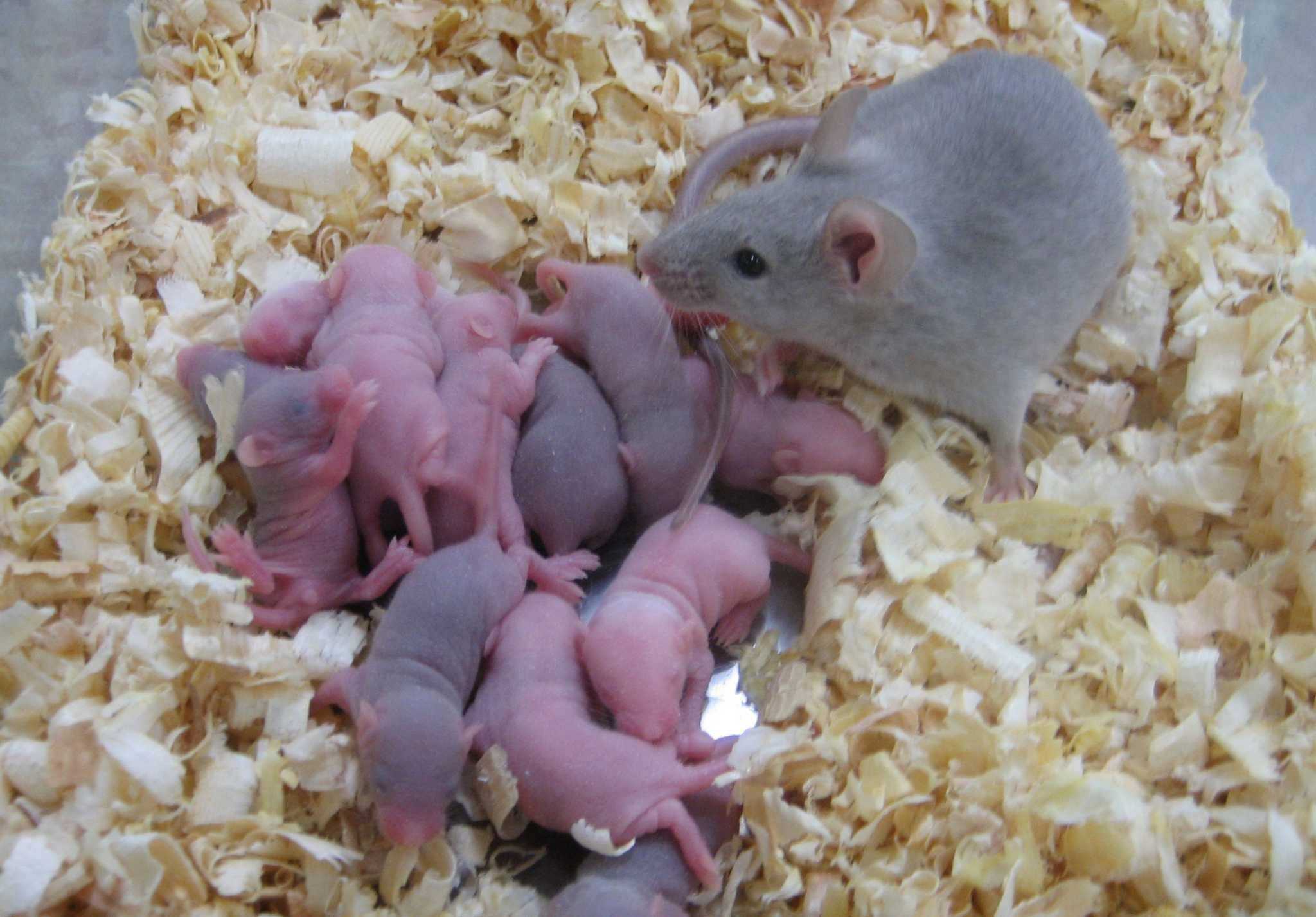 Мышь хомячков. Крысята хомяк сирийский. Новорождённые хомяки джунгарики. Новорожденные крысята Дамбо. Новорожденный хомяк сирийский.