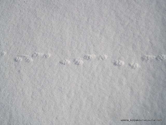 Как выглядят следы крысы на снегу: фото и описание следов