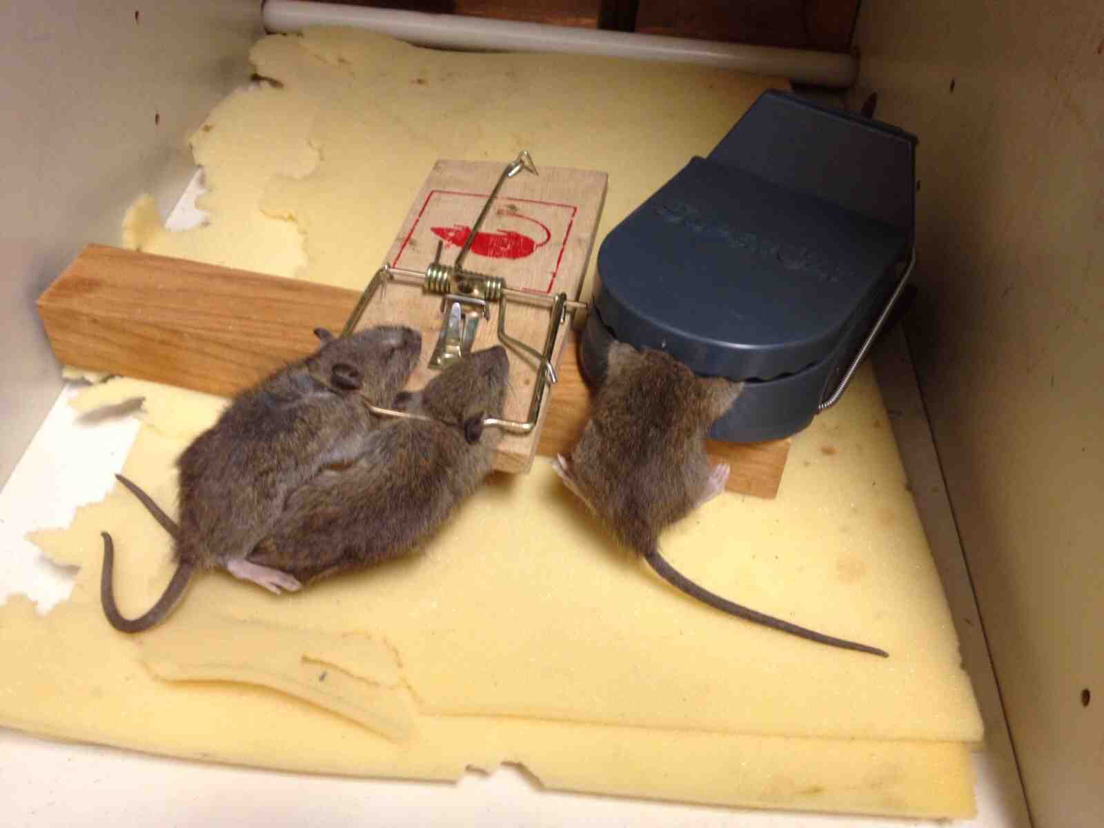 Мышь не попадается на клей