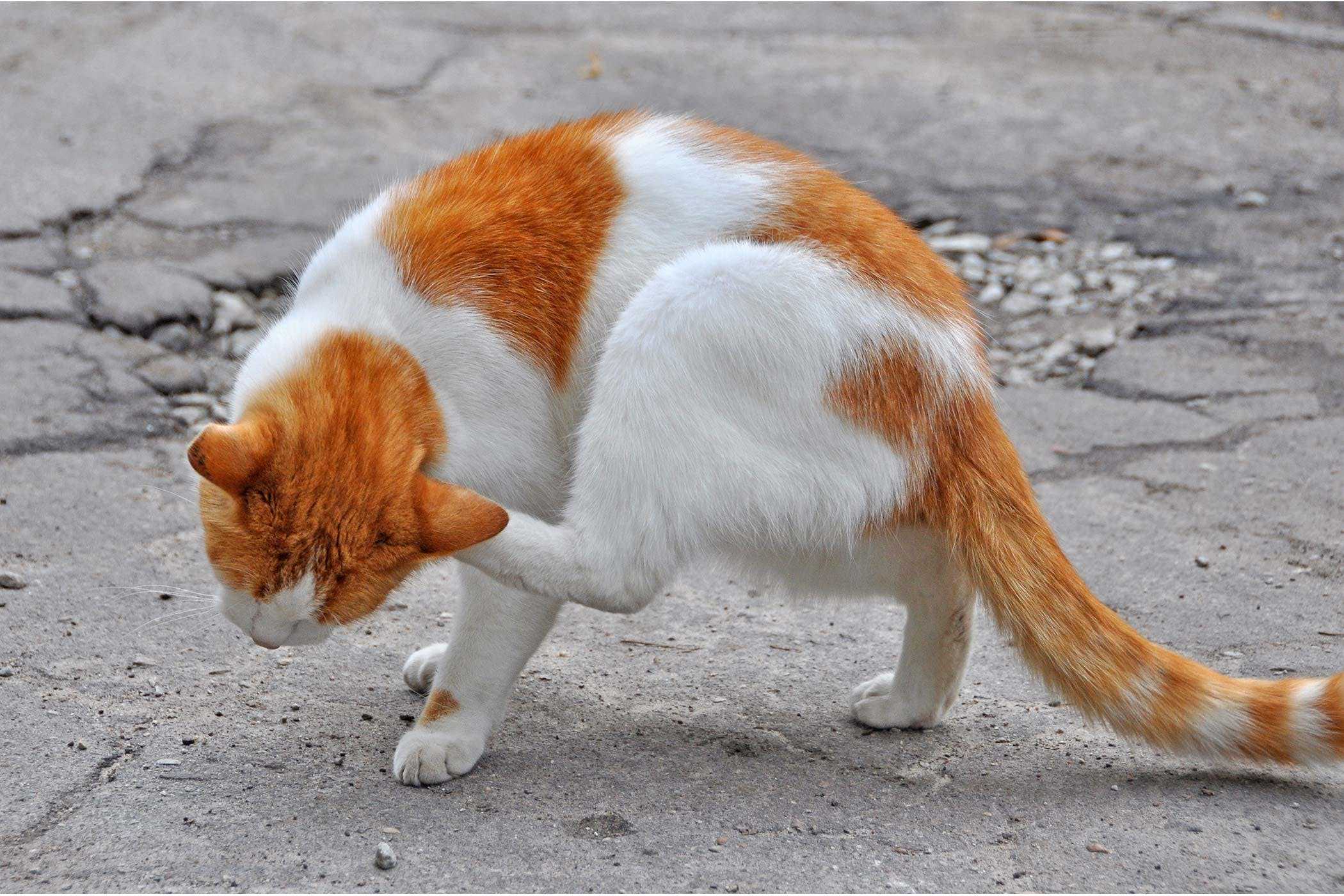 Кот чешет уши. Бело рыжая кошка. Рыже белый кот. Кот чешется.