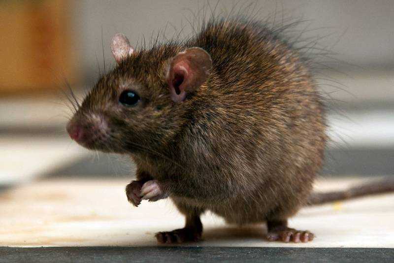 Крысы — всё, что вам нужно знать о диких и домашних грызунах. крыса — внешний вид, обитание, жизненный цикл, опасность и разновидность