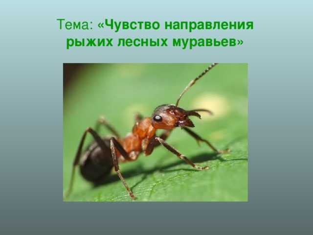 Какой тип развития характерен для лесного муравья