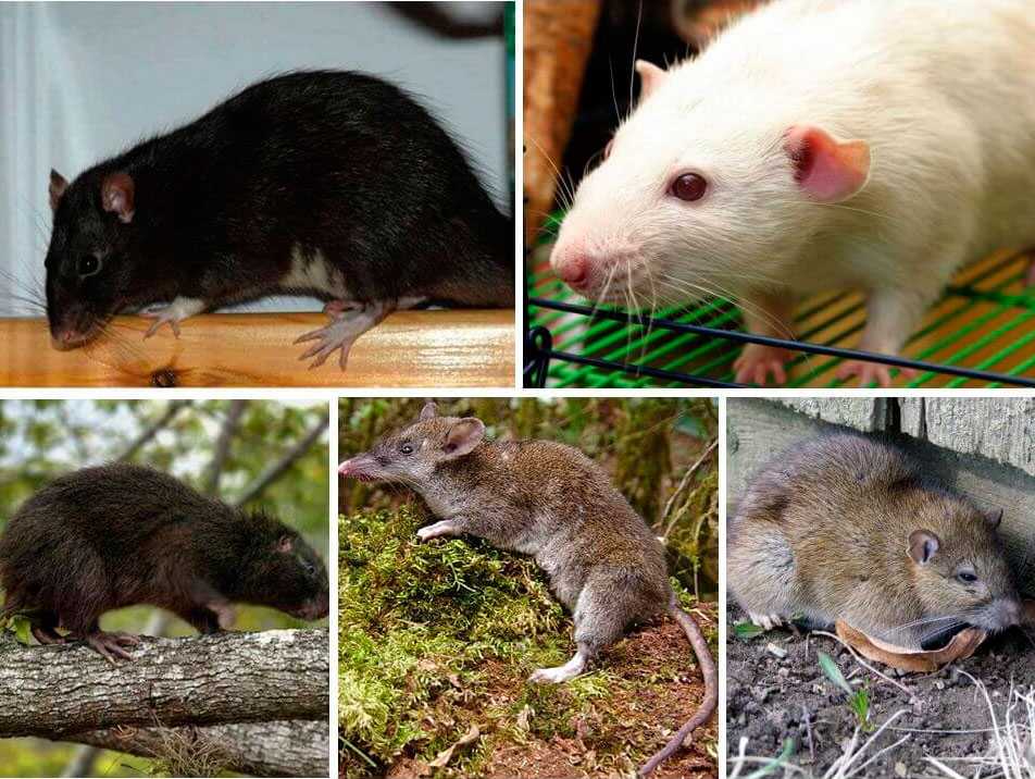 Мышь и крыса: чем отличаются, кто из них сильнее, как выглядят
