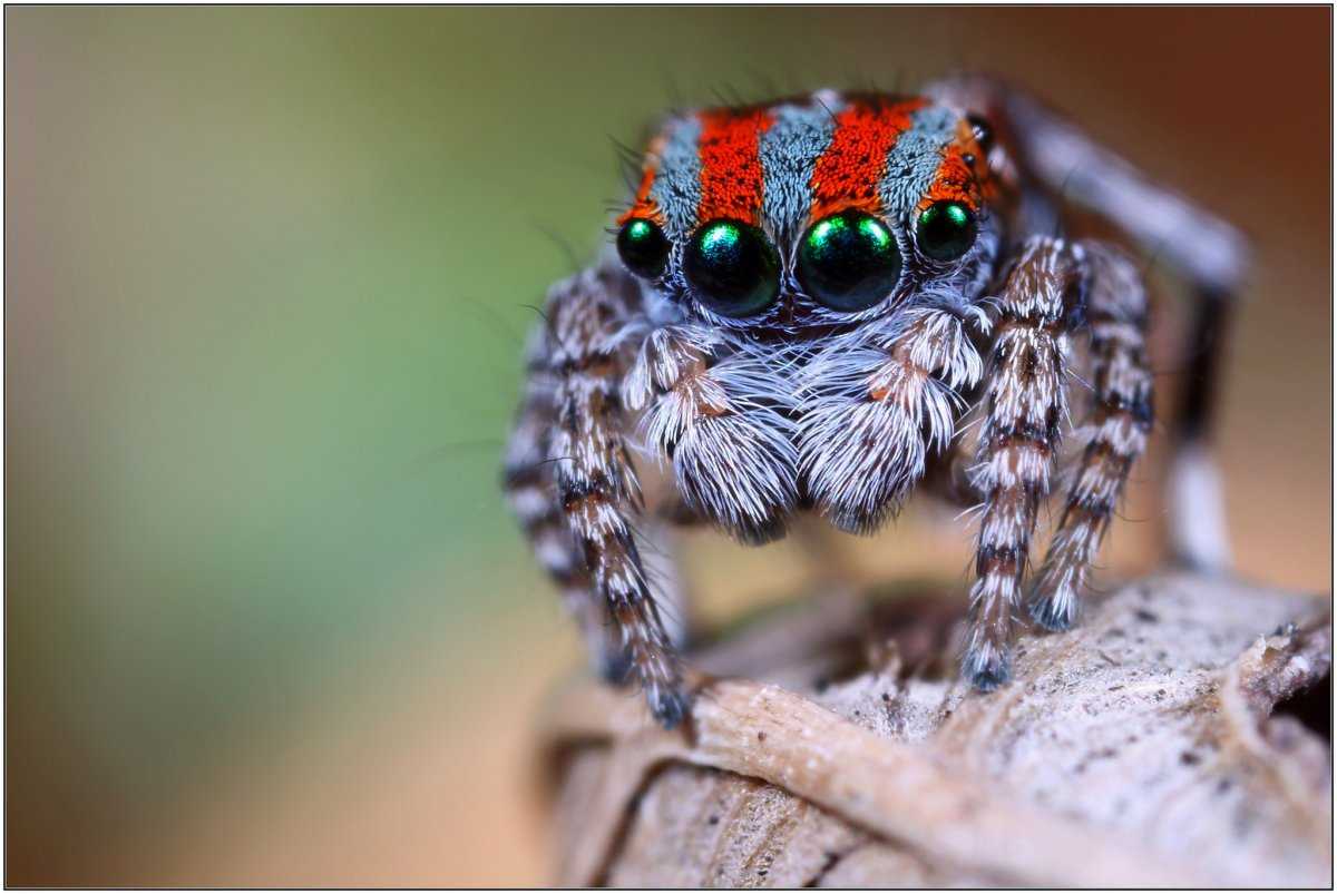 Паук-Павлин (Maratus volans)