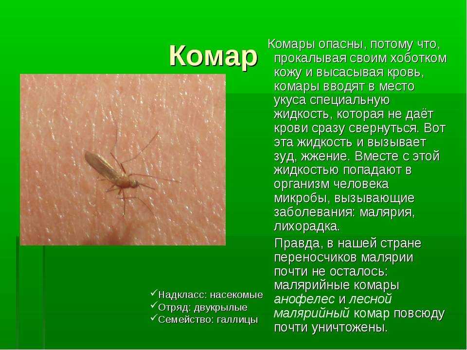 Сколько живет комар в природе и в помещении?
