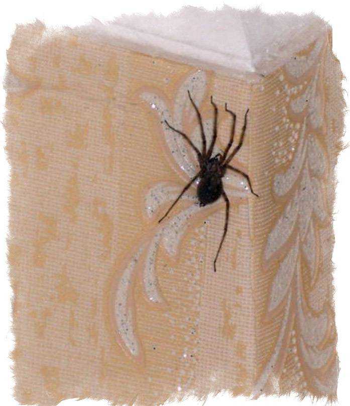 Почему в квартире появляются пауки и как от них избавиться