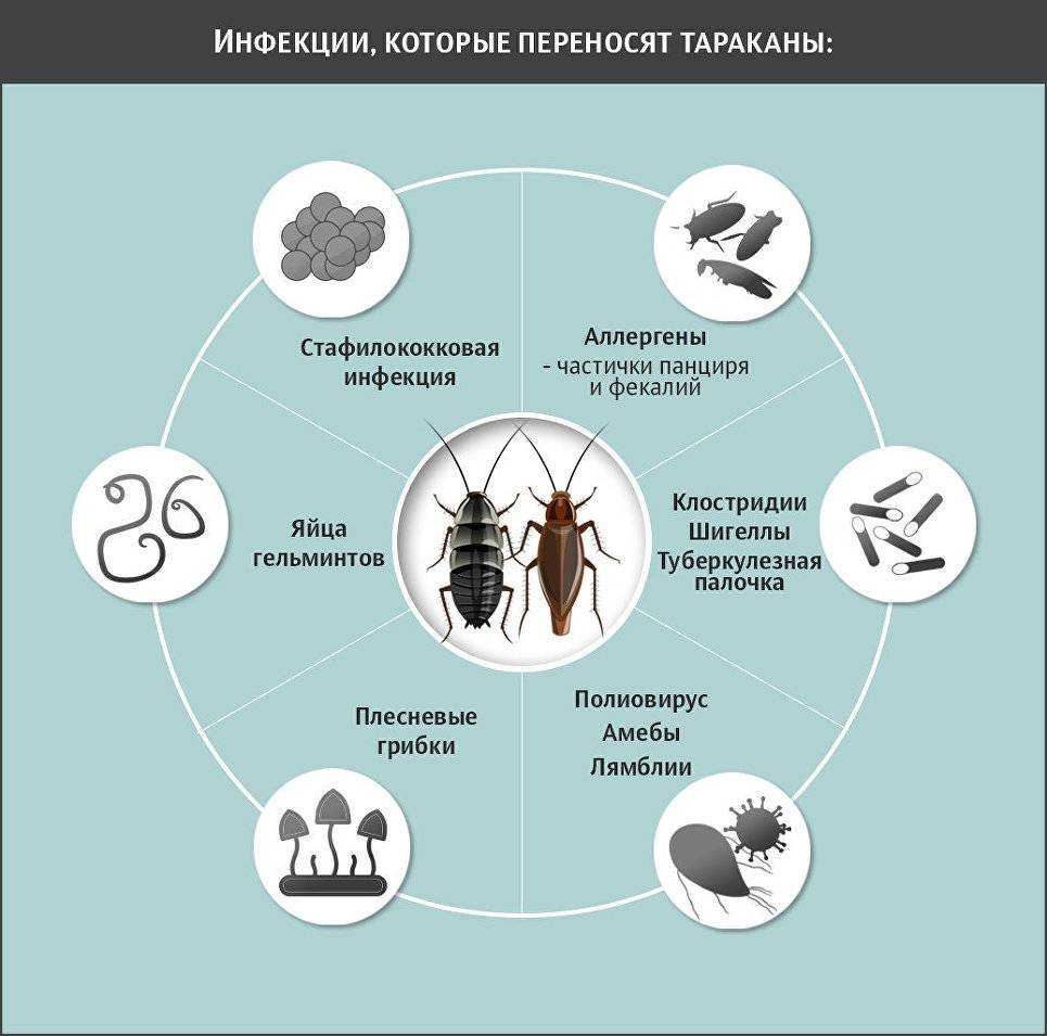 Инфекции головного мозга