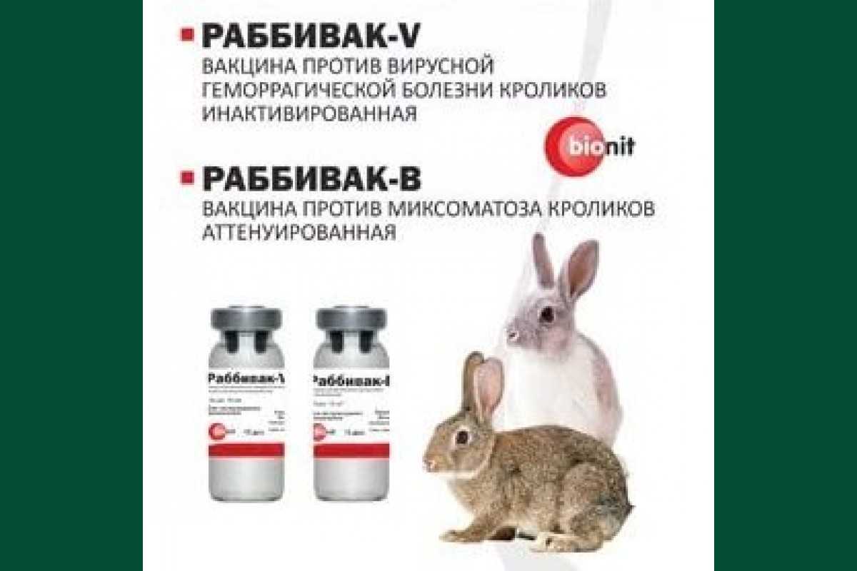 Вакцина миксоматоза инструкция. Миксоматоз и ВГБК У кроликов вакцина. Вакцина против миксоматоза кроликов и ВГБК инструкция. Вакцина от ВГБК для кроликов Раббивак. Вакцина для кроликов миксоматоза.
