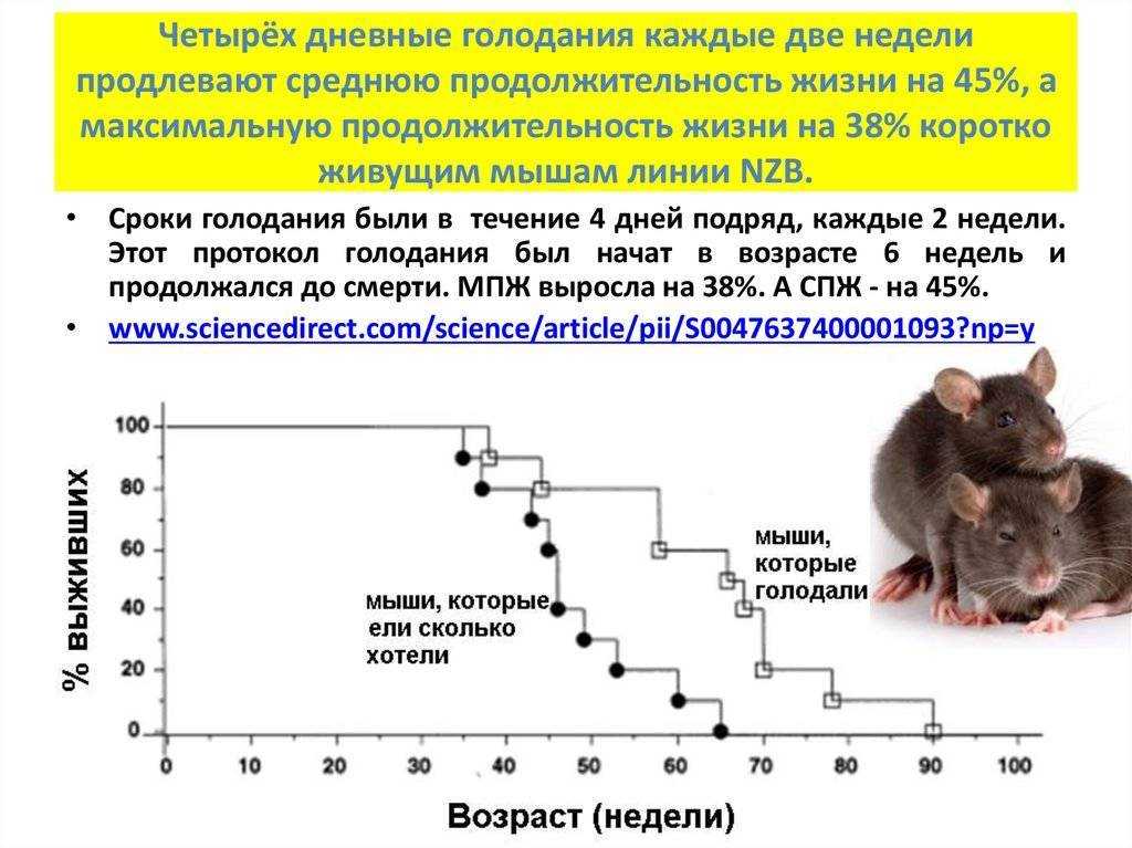 Сколько живут крысы Rattus в домашних условиях: породы декоративных грызунов, необходимые условия для их обитания, средняя продолжительность жизни