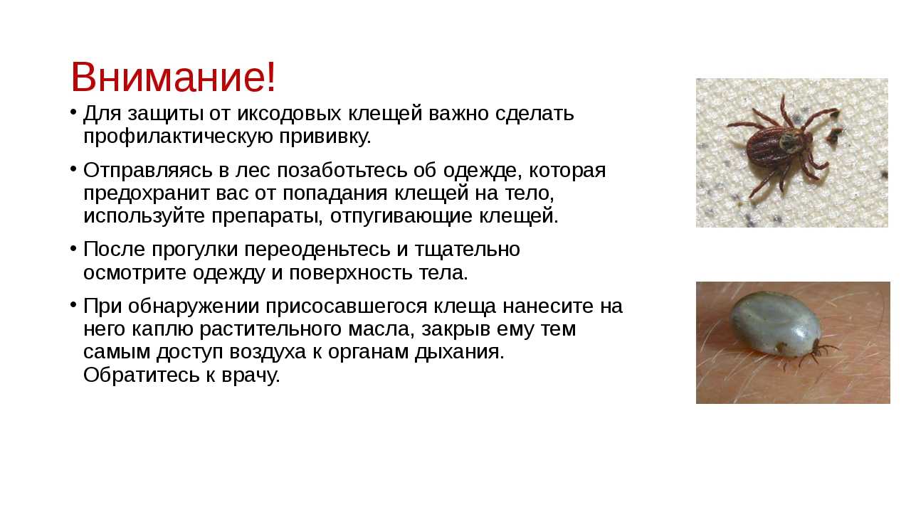 Как выглядит клещ – фото и описание