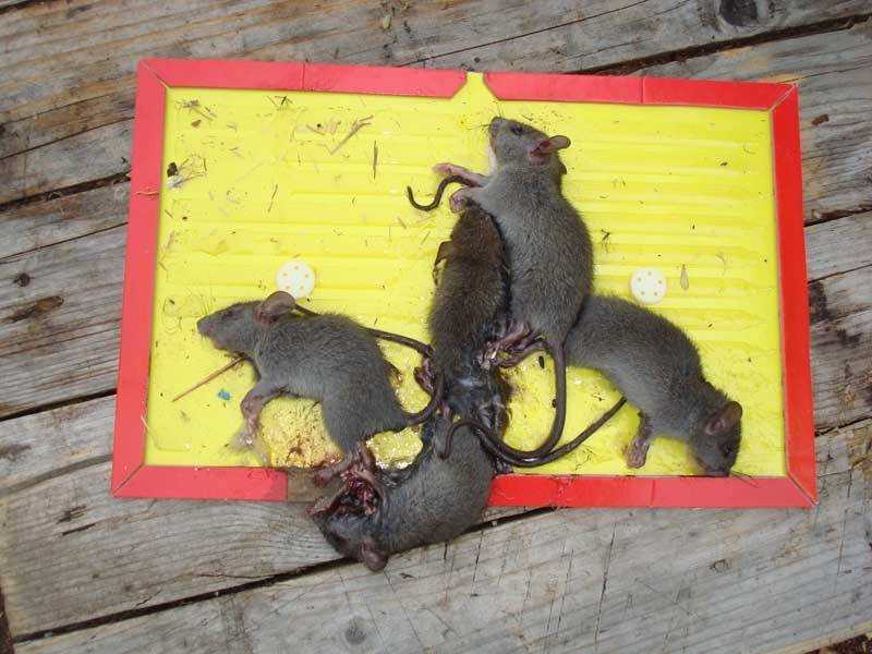 Как победить крысу народными средствами: используем разные методы от прошлых поколений