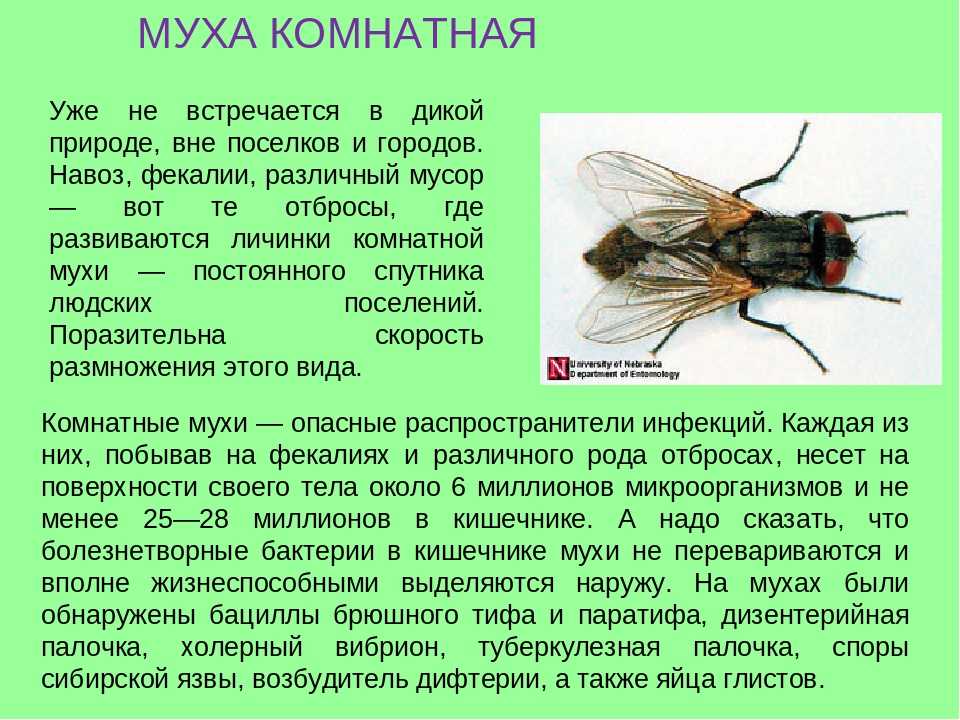 Описание и фото синей мясной мухи. синяя мясная муха. красноголовая синяя муха. профилактика появления мух