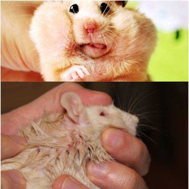 Блохи, власоеды, клещи и вши у крыс - лечение декоративной крысы от паразитов