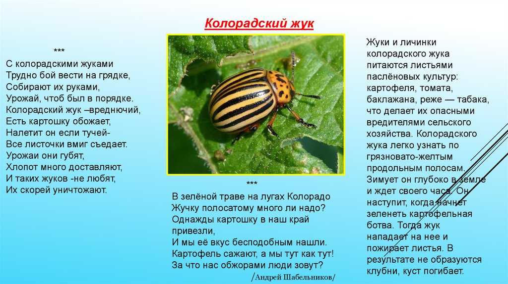 Когда и откуда колорадский жук появился в россии: где родина