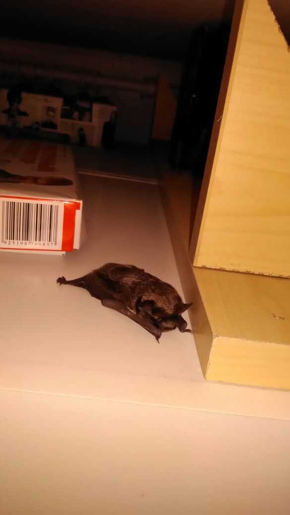 Летучая мышь спряталась в квартире