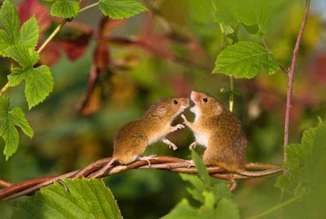 Лесные мыши: место обитания, образ жизни, питание, размножение