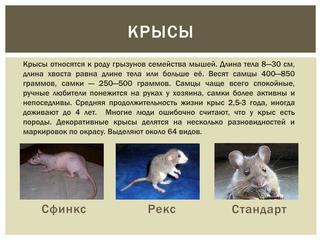 Продолжительность жизни домашней крысы - сколько лет, как продлить жизнь