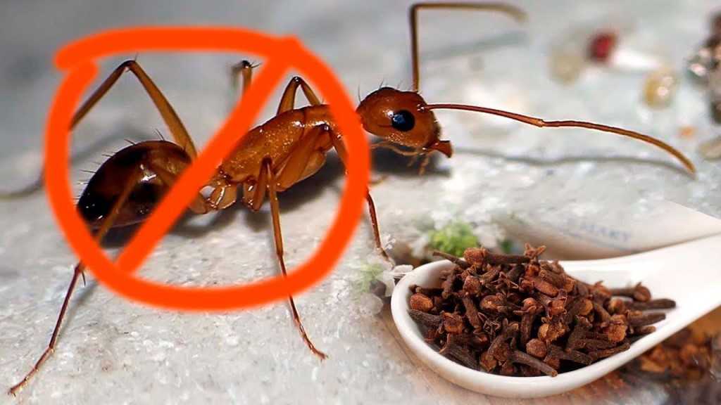 Забудьте о комарах: какие растения посадить, чтобы избавиться от комаров на даче