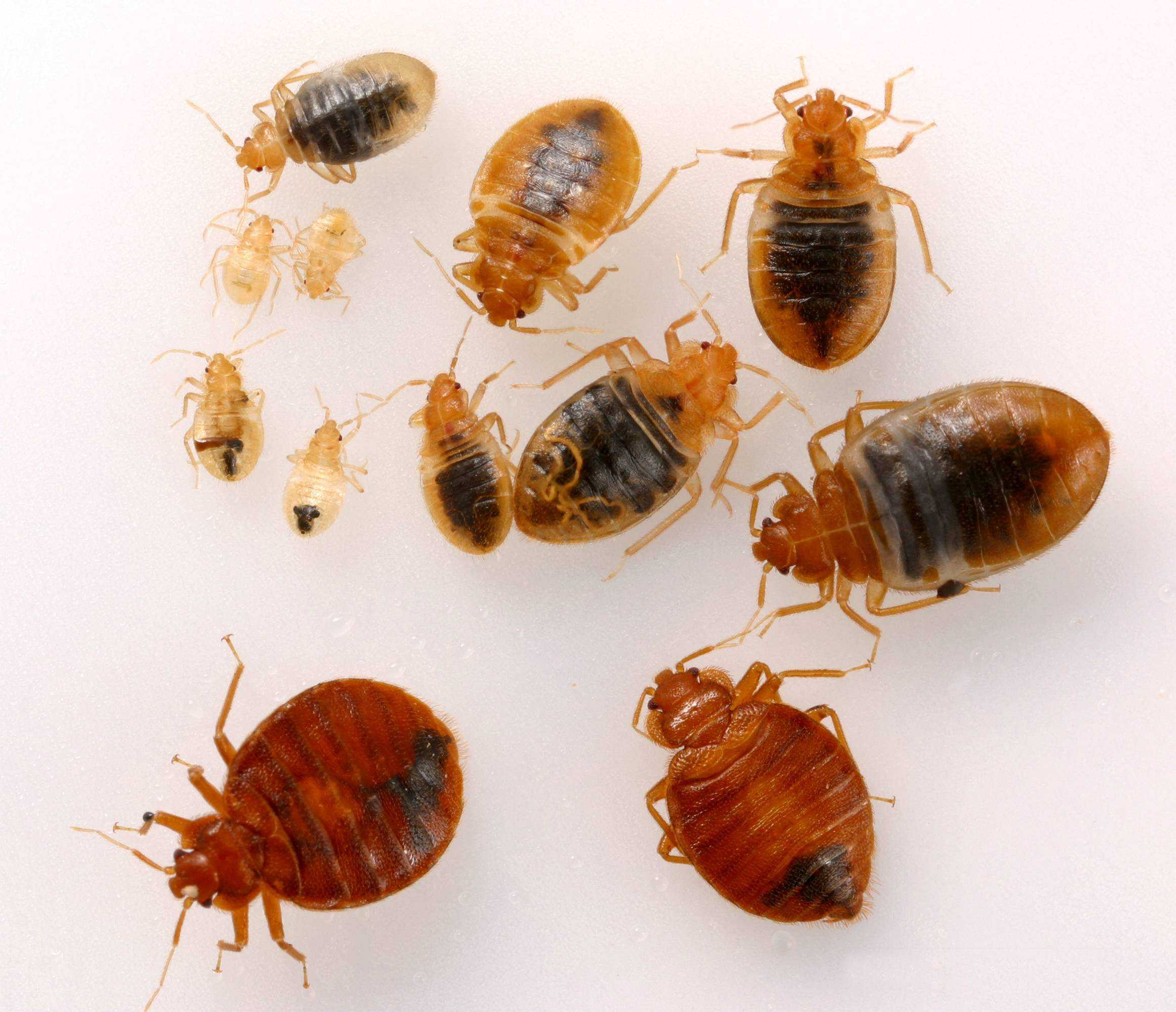 Как размножаются тараканы и жизненный цикл их развития