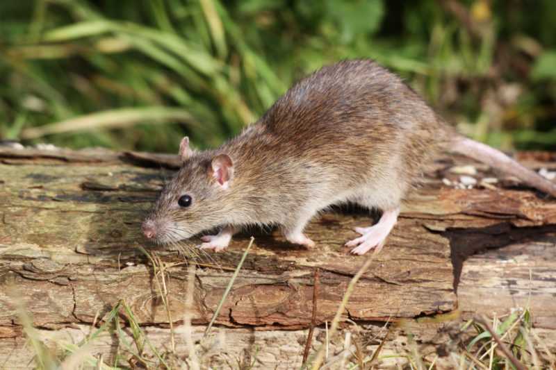 Разновидности водяных крыс. водяная крыса на огороде: как бороться с вредителем