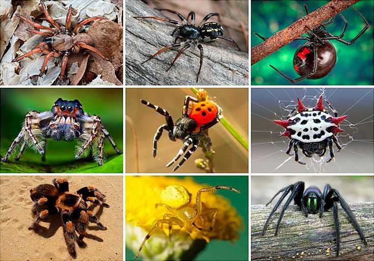 Самые большие пауки в мире: топ 10 крупнейших насекомых