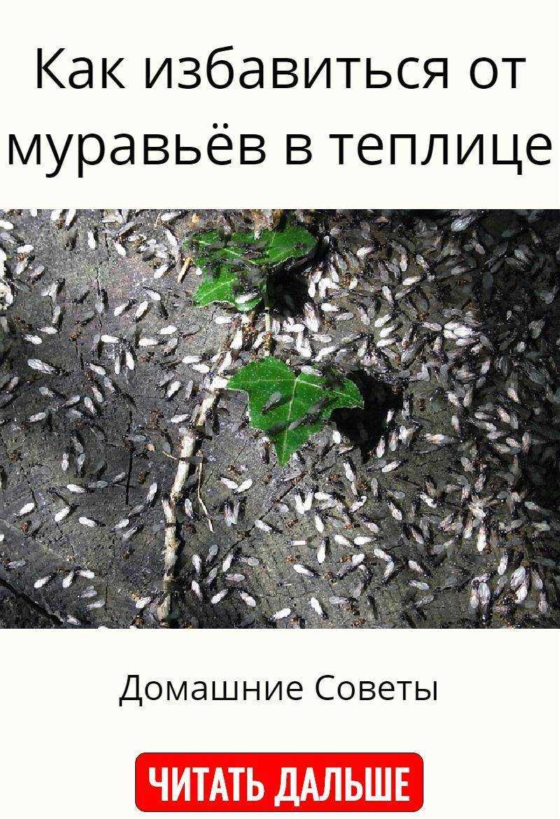 Избавиться от муравьев народными средствами – 14 лучших способов