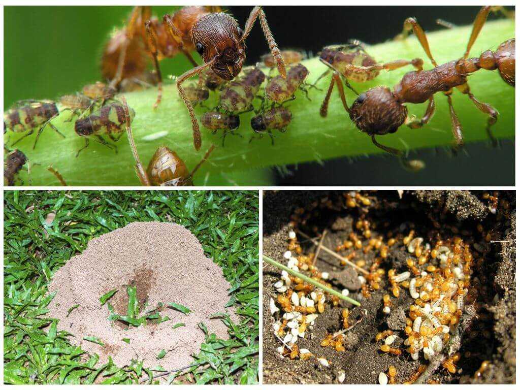 От муравьев на садовом участке фото