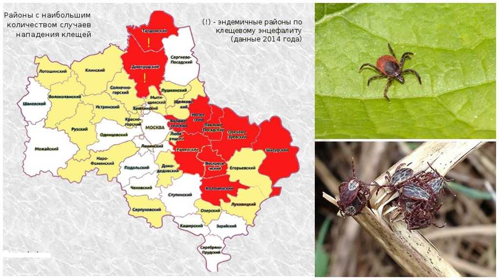 Карта клещевой активности в россии