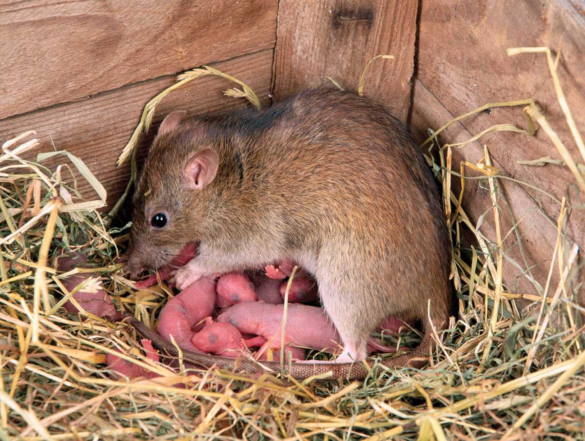 Мышь животное. образ жизни и среда обитания мышей | животный мир