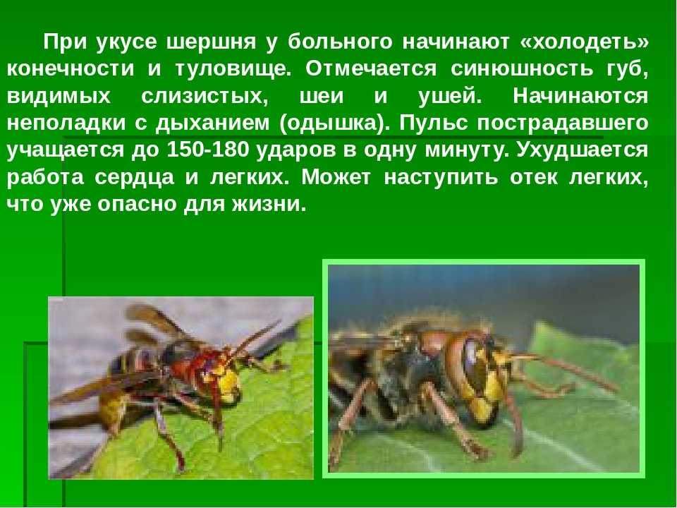 Укус осы первая помощь в домашних условиях. Опасен ли Шершень для человека. Полезны ли Шершни. Зачем нужны осы в природе.