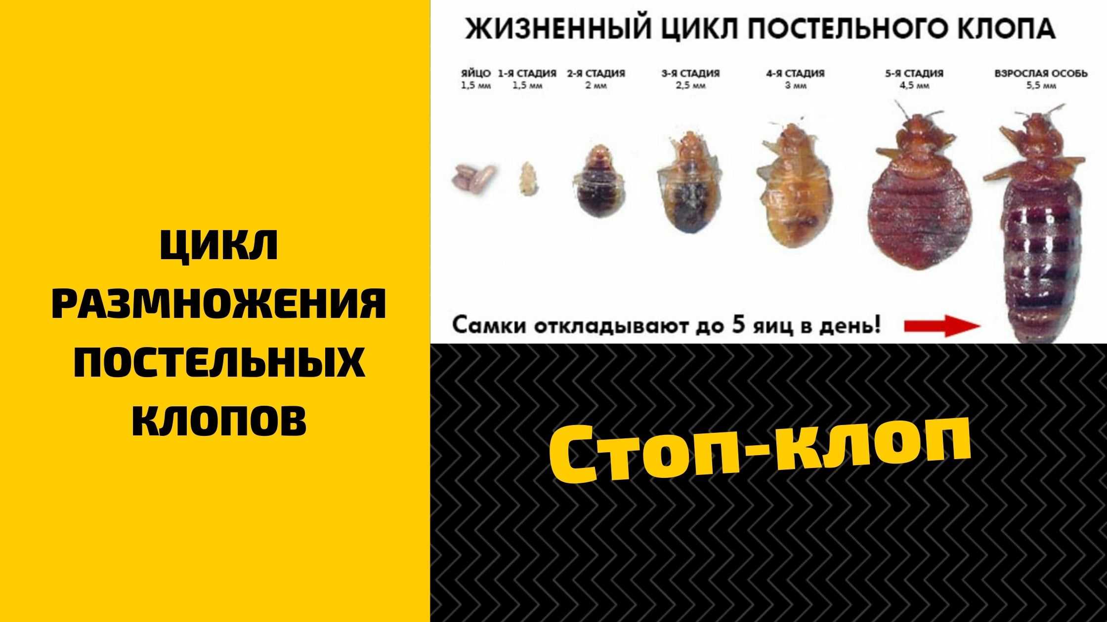 Жизненный цикл клопов постельных