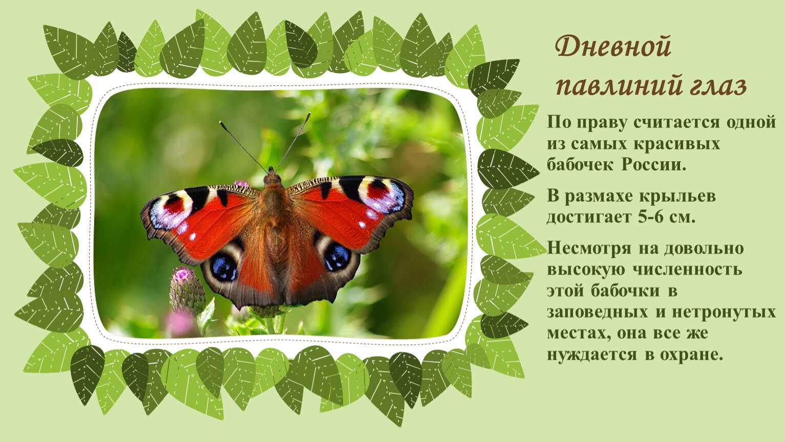 Бабочки картинки окружающий мир. Бабочка павлиний глаз среда обитания. Жизненный цикл бабочки павлиний глаз. Проект бабочка павлиний глаз. Бабочка Адмирал павлиний павлиний глаз.