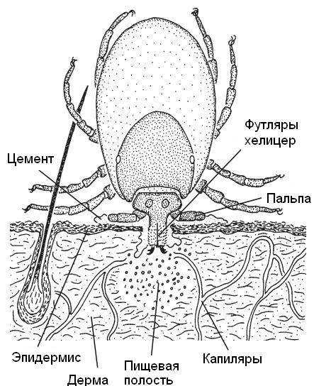 Строение клеща схема